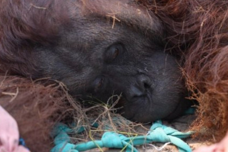 Pilu! Orangutan Sempurna Mati Usai Terdampak Asap Karhutla di Ketapang