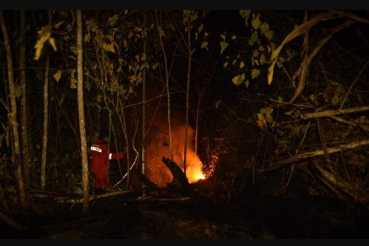 Pelaku Kebakaran Hutan di Berau Ditangkap, Terancam Hukuman Hanya 12 Tahun Penjara!