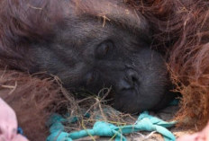 Pilu! Orangutan Sempurna Mati Usai Terdampak Asap Karhutla di Ketapang