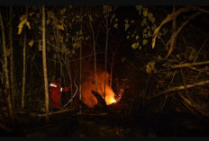 Pelaku Kebakaran Hutan di Berau Ditangkap, Terancam Hukuman Hanya 12 Tahun Penjara!