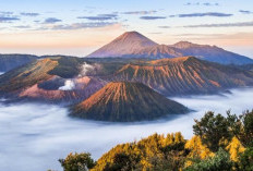 Savana Bromo Ditutup Sementara Usai Kebakaran Hutan yang Melahap 8 Hektare Lahan Dekat Probolinggo, Begini Kondisinya Terkini 